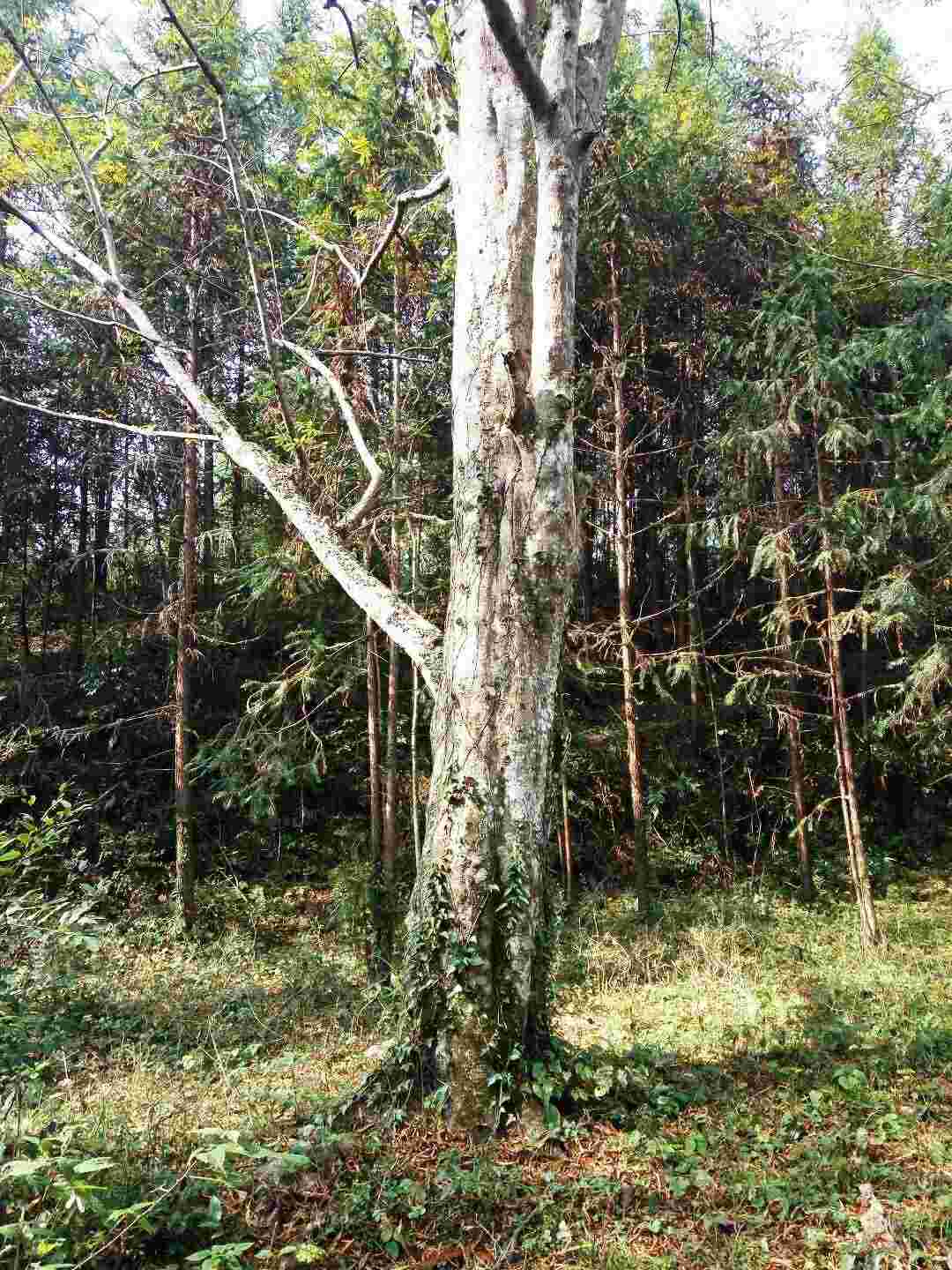 森林资源管理（森林资源管理五个方面） 第3张