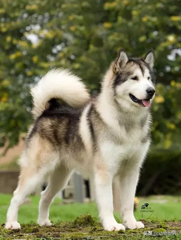 阿拉斯加雪撬犬（世界犬种-阿拉斯加雪橇犬） 第1张