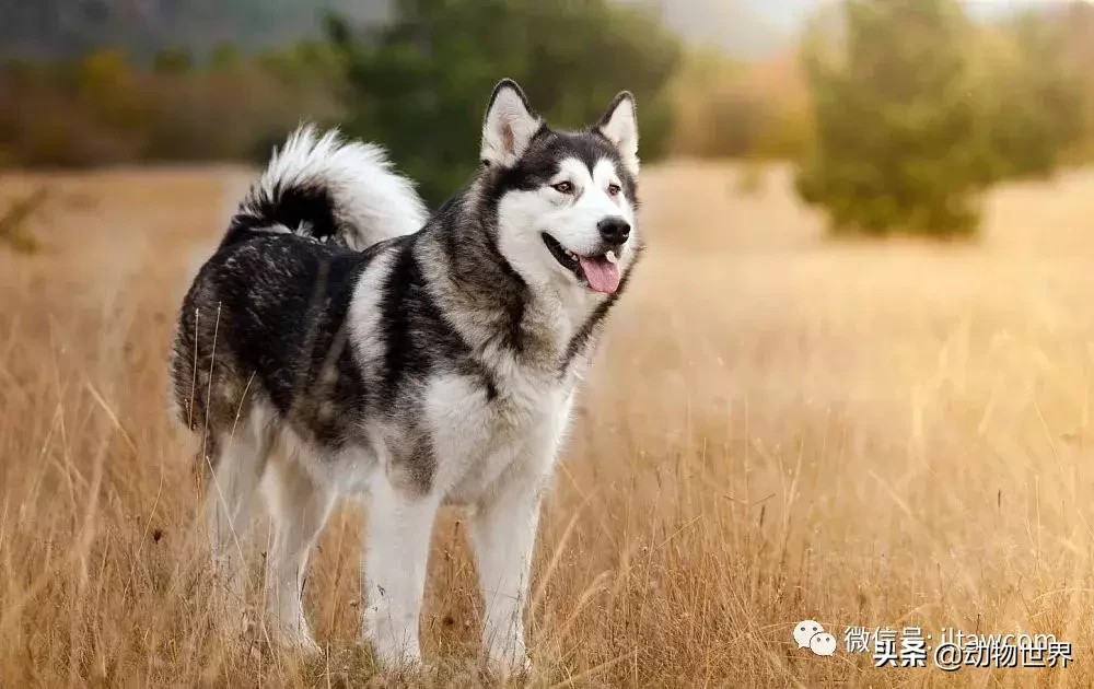 阿拉斯加雪撬犬（世界犬种-阿拉斯加雪橇犬） 第2张