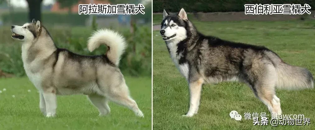 阿拉斯加雪撬犬（世界犬种-阿拉斯加雪橇犬） 第5张