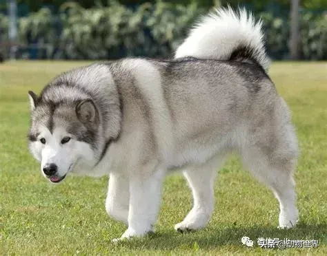 阿拉斯加雪撬犬（世界犬种-阿拉斯加雪橇犬） 第7张