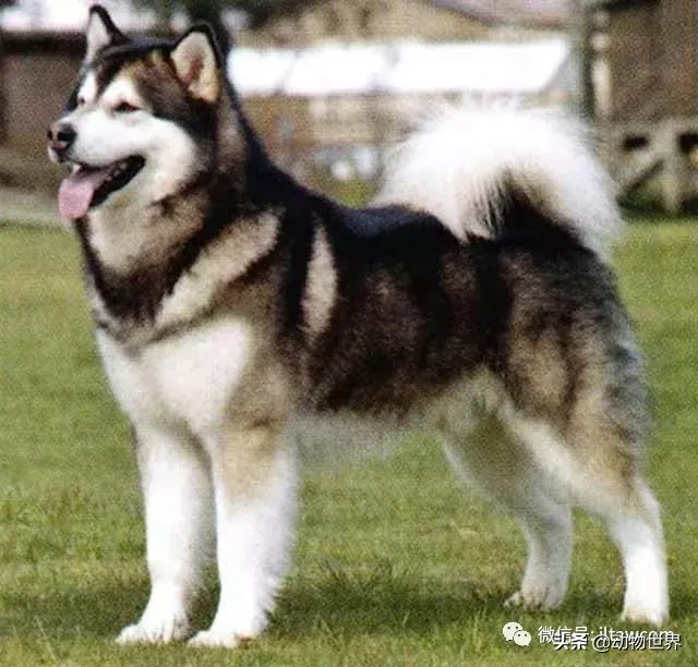 阿拉斯加雪撬犬（世界犬种-阿拉斯加雪橇犬） 第8张