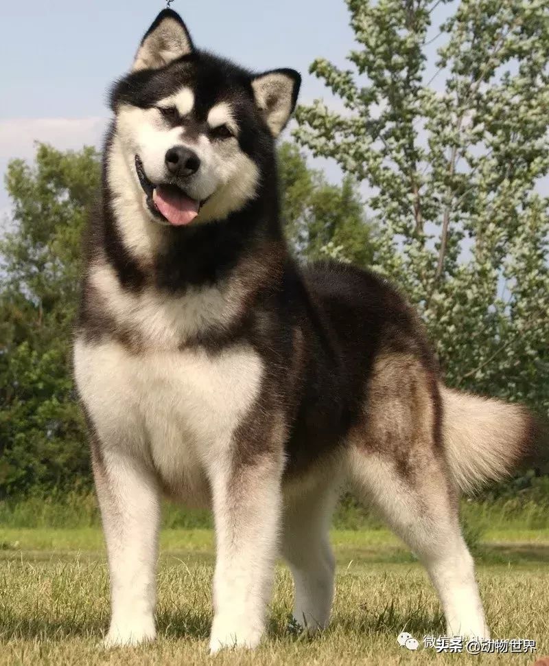 阿拉斯加雪撬犬（世界犬种-阿拉斯加雪橇犬） 第11张
