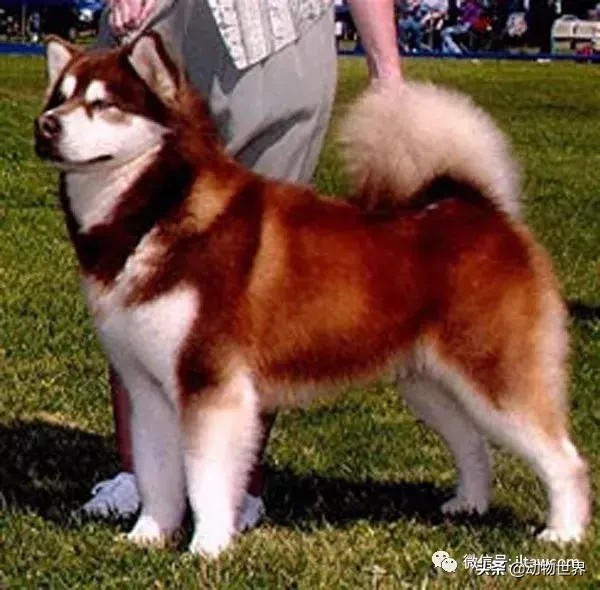 阿拉斯加雪撬犬（世界犬种-阿拉斯加雪橇犬） 第10张