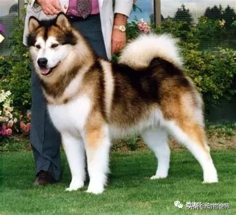 阿拉斯加雪撬犬（世界犬种-阿拉斯加雪橇犬） 第9张
