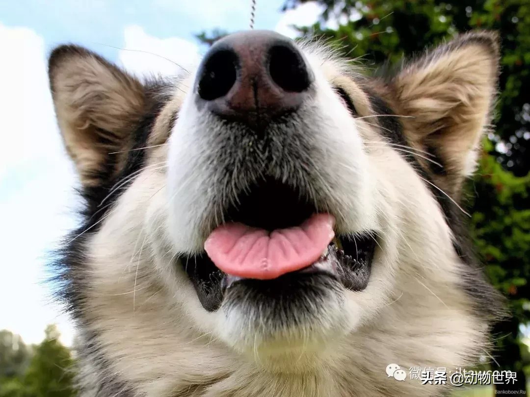 阿拉斯加雪撬犬（世界犬种-阿拉斯加雪橇犬） 第13张