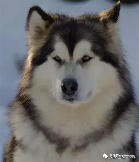 阿拉斯加雪撬犬（世界犬种-阿拉斯加雪橇犬） 第12张