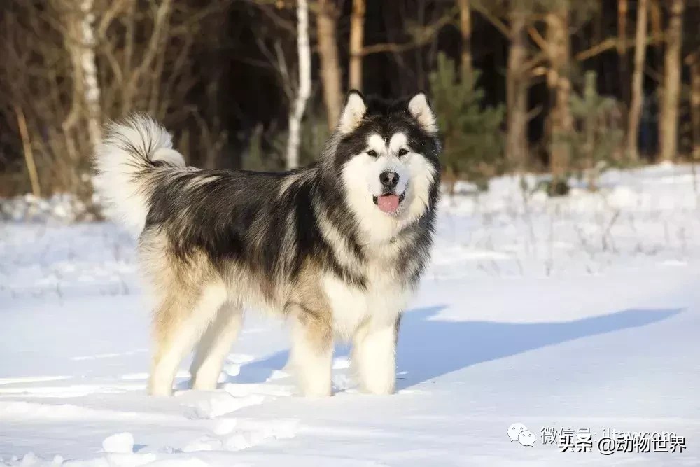阿拉斯加雪撬犬（世界犬种-阿拉斯加雪橇犬） 第14张