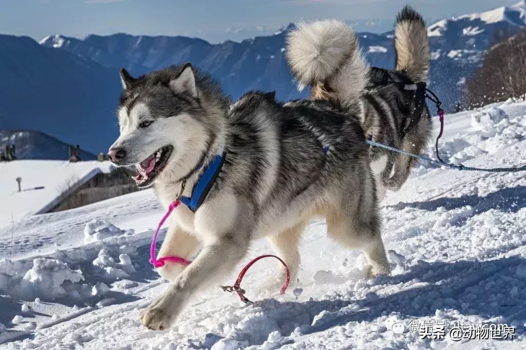 阿拉斯加雪撬犬（世界犬种-阿拉斯加雪橇犬） 第16张