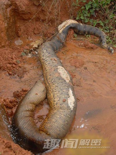 辽宁挖出140年蛇精（140岁17米长蛇精是真的吗?） 第1张