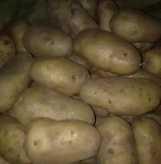 创新土豆（“创新土豆”有毒还致癌？） 第10张