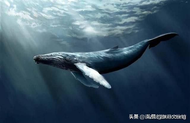 什么是鲸落(鲸落的意义是什么？) 第1张