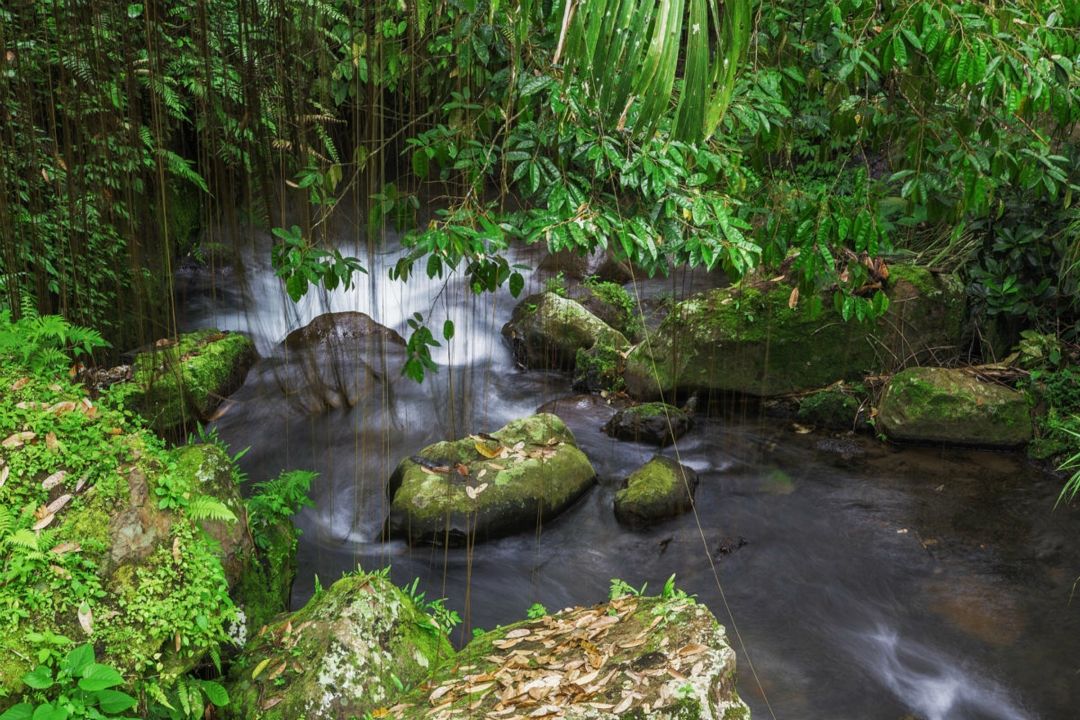 热带雨林的效率（亚马逊热带雨林在汗青上的要害效率有哪些？） 第2张