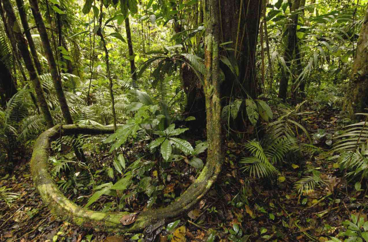 亚马逊雨林（  亚马逊雨林被称为生人禁区） 第9张